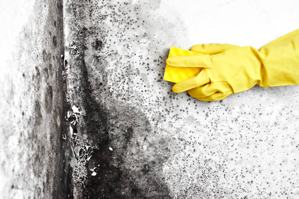 Best Mold Damage Repair  in Phenix City, AL