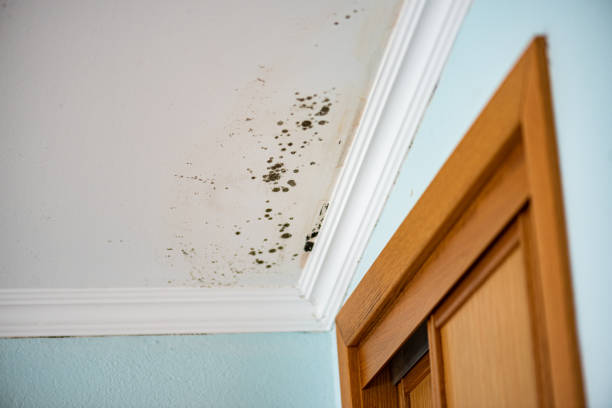 Best Professional Mold Removal  in Phenix City, AL