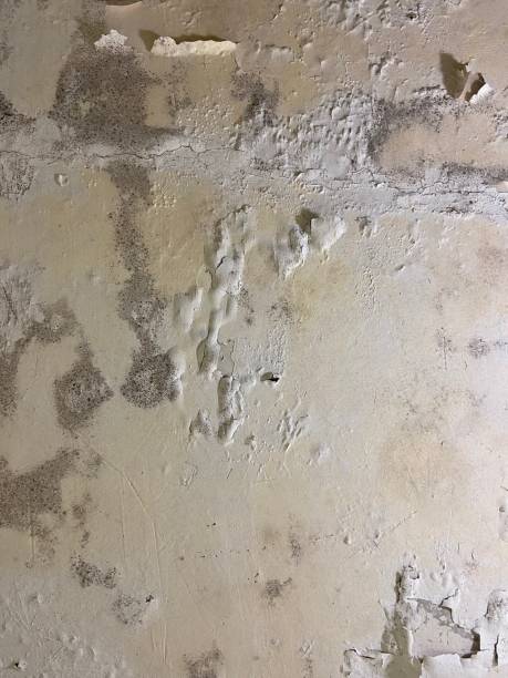 Best Same-Day Mold Removal  in Phenix City, AL