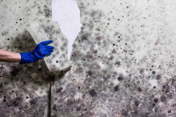Best Emergency Mold Removal  in Phenix City, AL