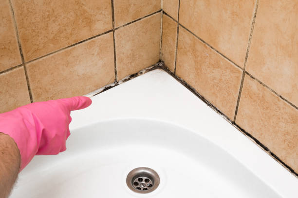 Best Toxic Mold Removal  in Phenix City, AL